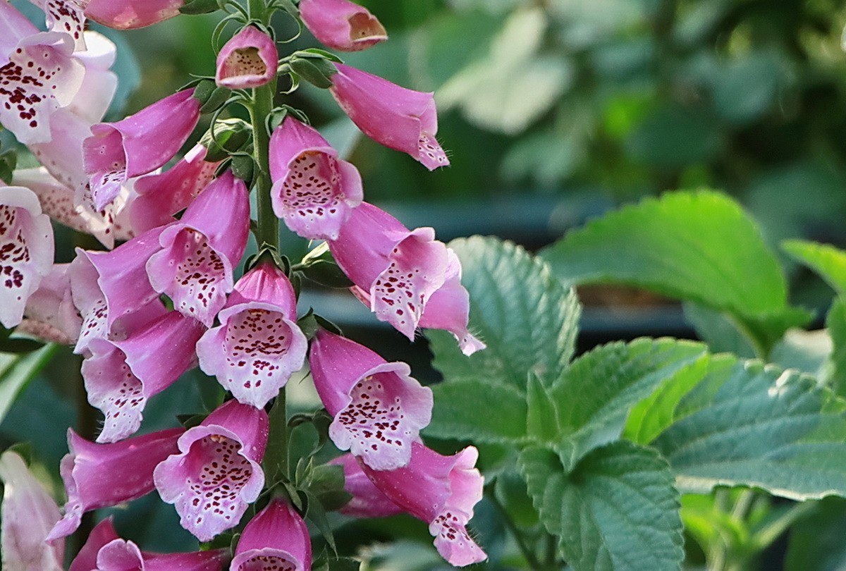关东百花园283毛地黄花