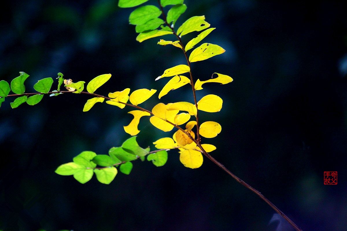 疫情封控中，只能在小区内随拍（七）