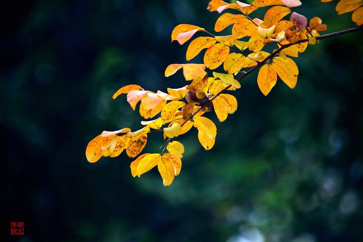 疫情封控中，只能在小区内随拍（七）