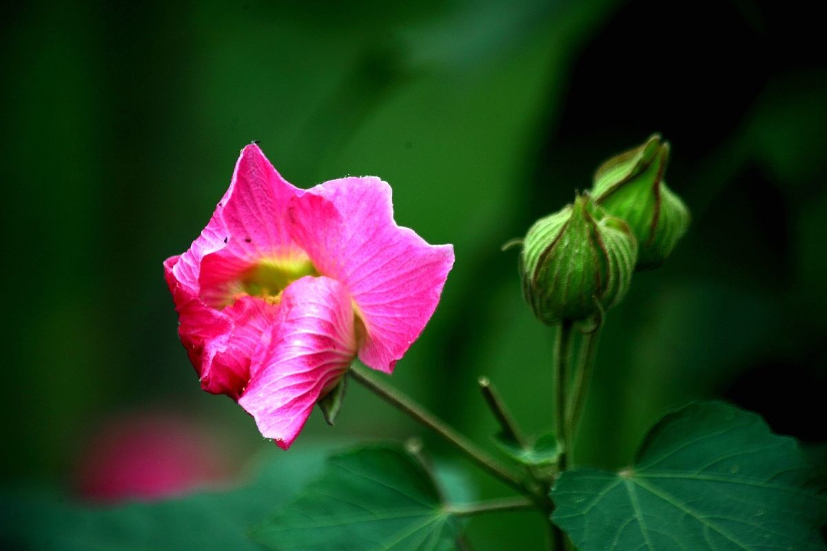 疫情封控中，只能在小区内随拍（七）