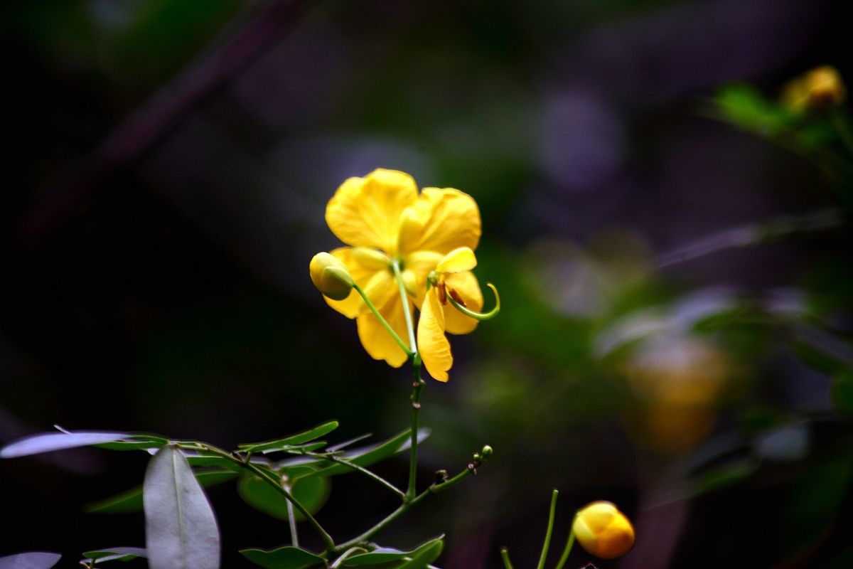 疫情封控中，只能在小区内随拍（七）
