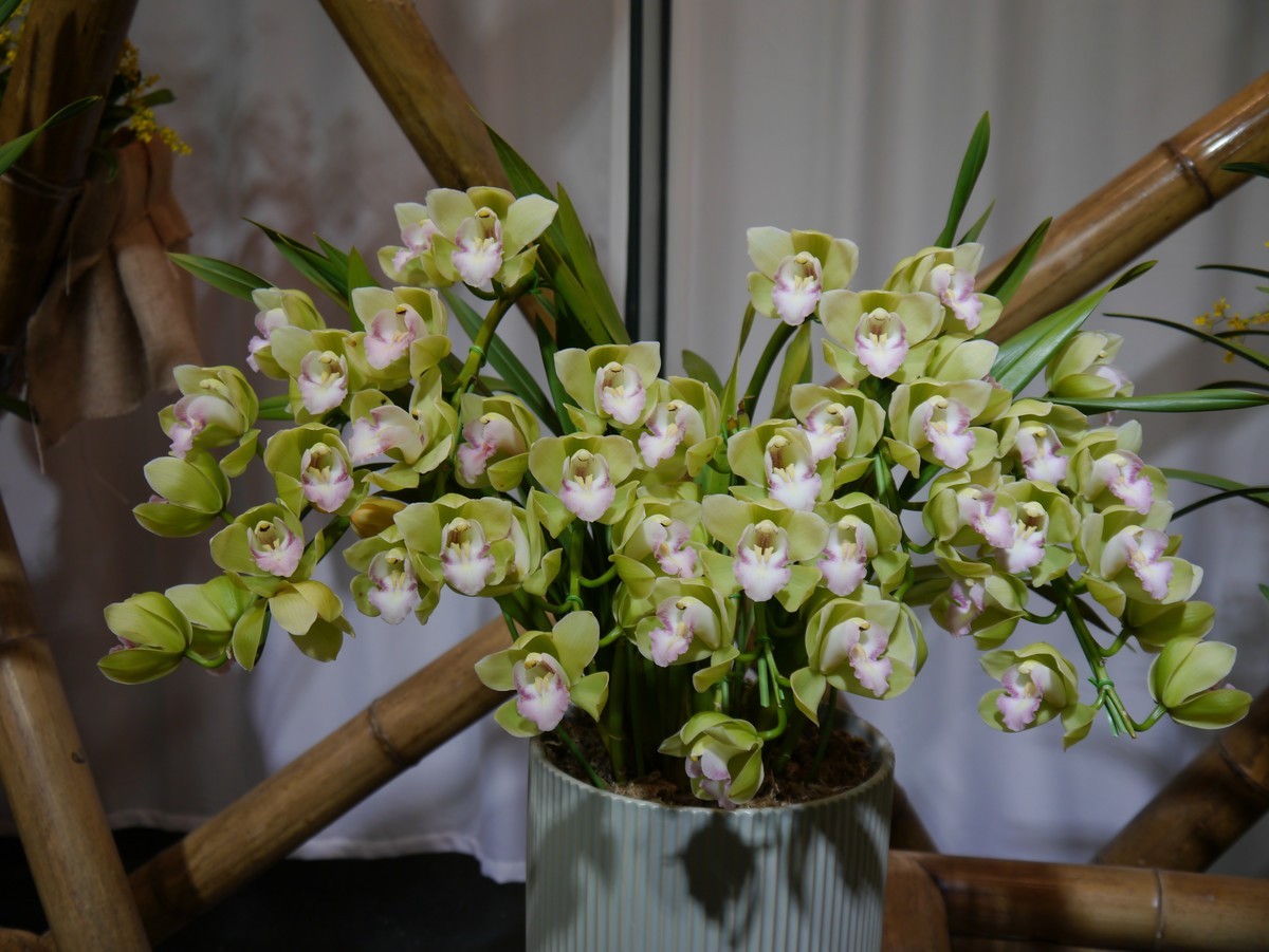 江南行之南京篇--中山植物园赏花（1）