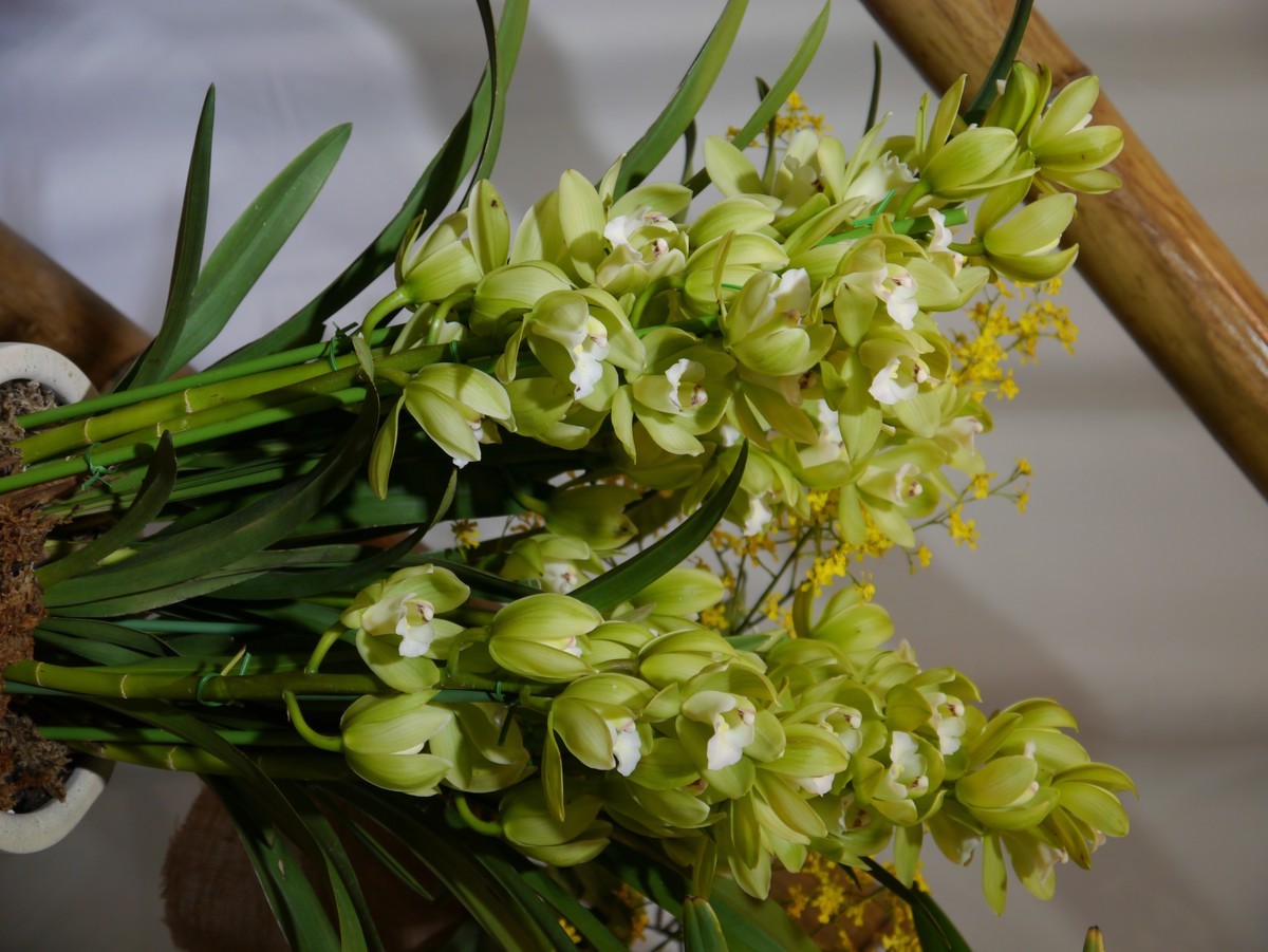 江南行之南京篇--中山植物园赏花（1）