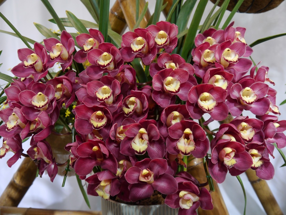 江南行之南京篇--中山植物园赏花（1）