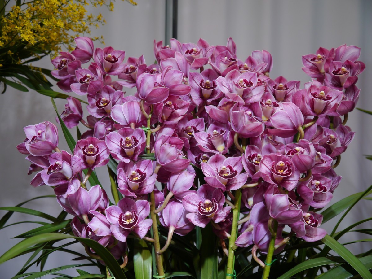 江南行之南京篇--中山植物园赏花（1）