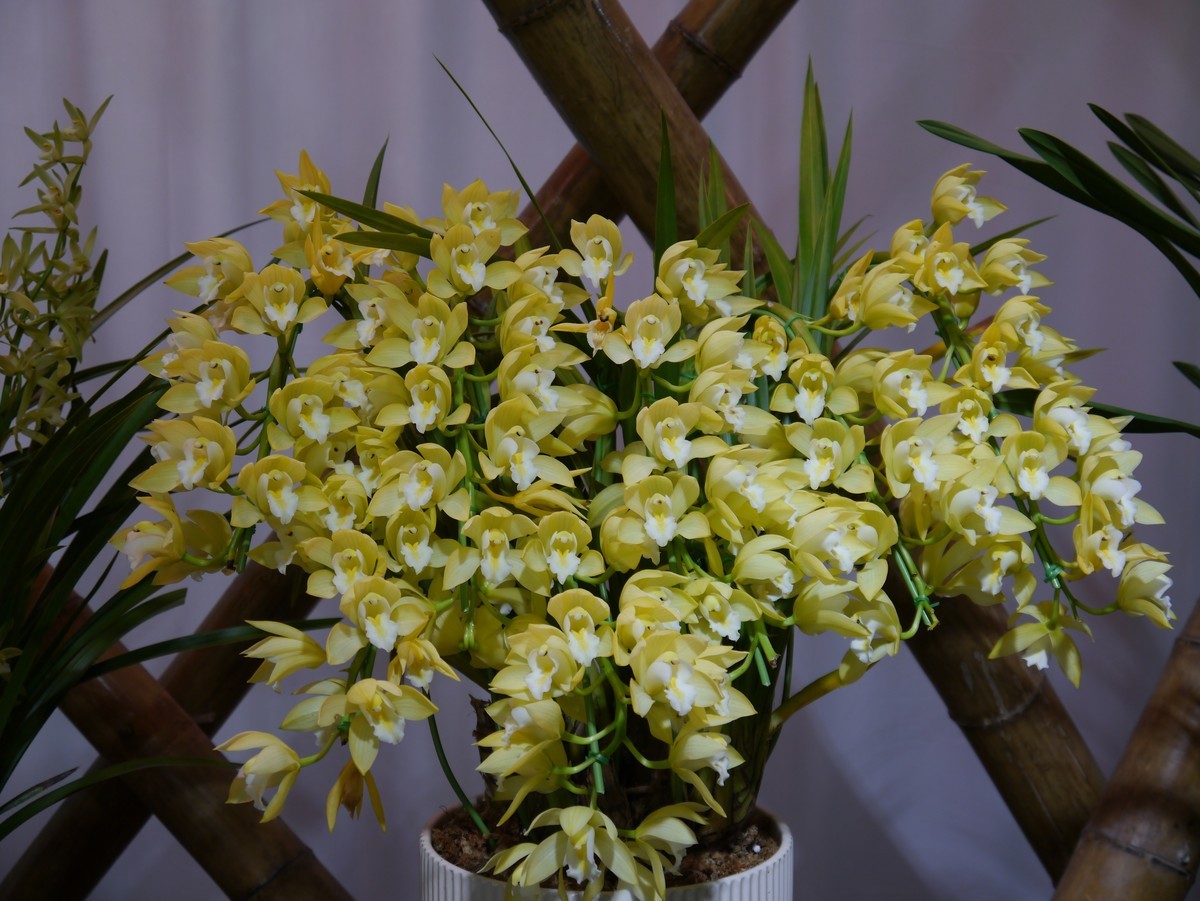 江南行之南京篇--中山植物园赏花（1）