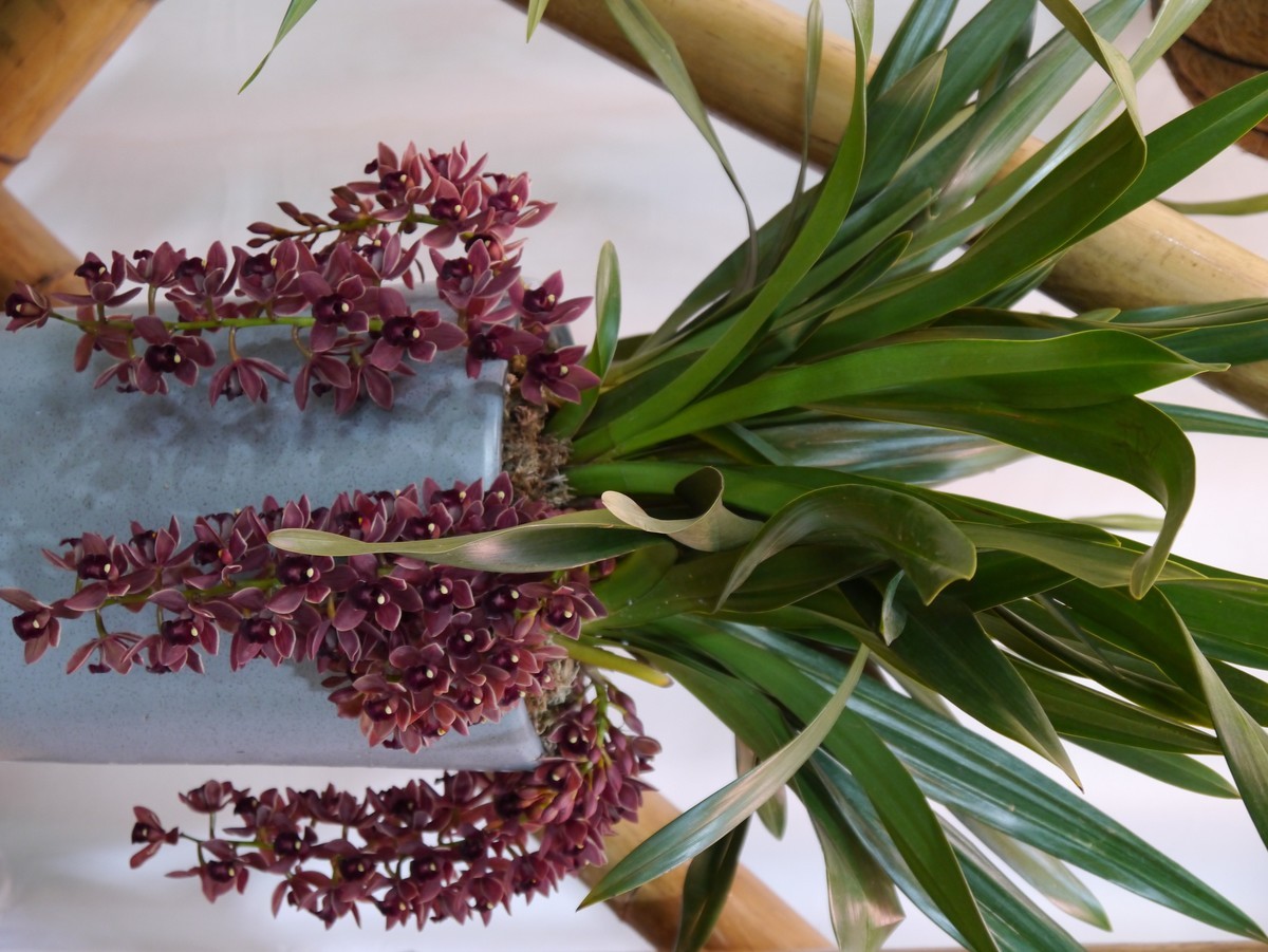 江南行之南京篇--中山植物园赏花（1）