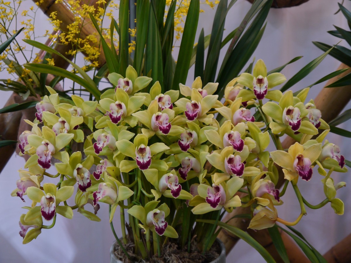 江南行之南京篇--中山植物园赏花（1）