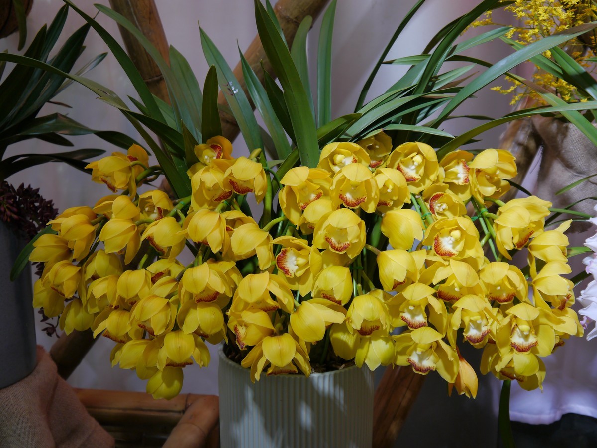 江南行之南京篇--中山植物园赏花（1）