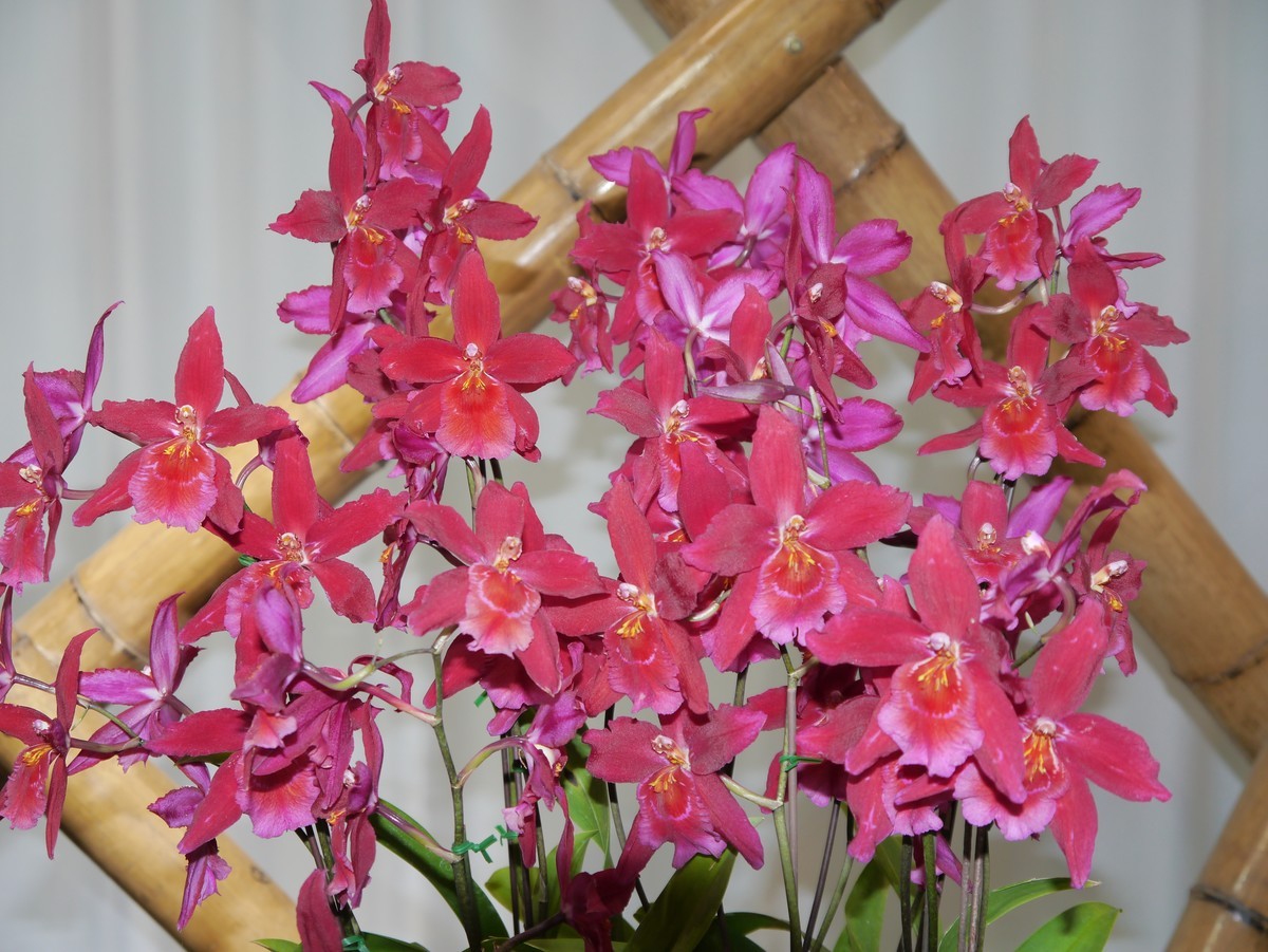 江南行之南京篇--中山植物园赏花（2）