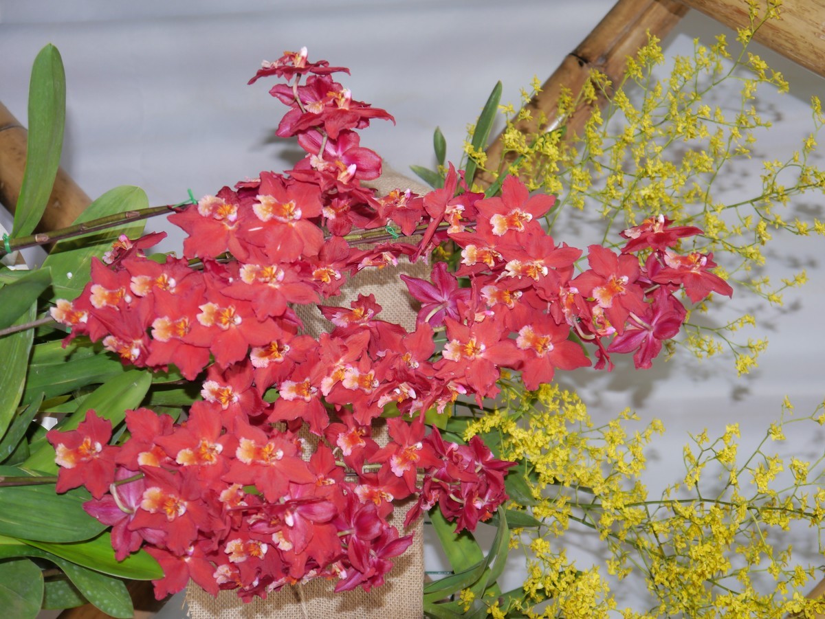 江南行之南京篇--中山植物园赏花（2）