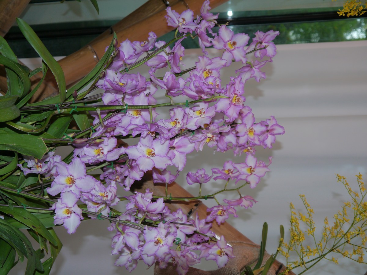 江南行之南京篇--中山植物园赏花（2）