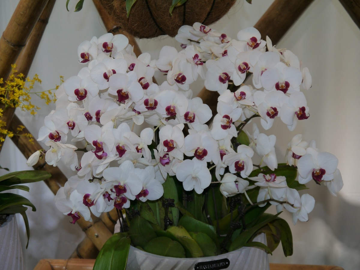 江南行之南京篇--中山植物园赏花（2）