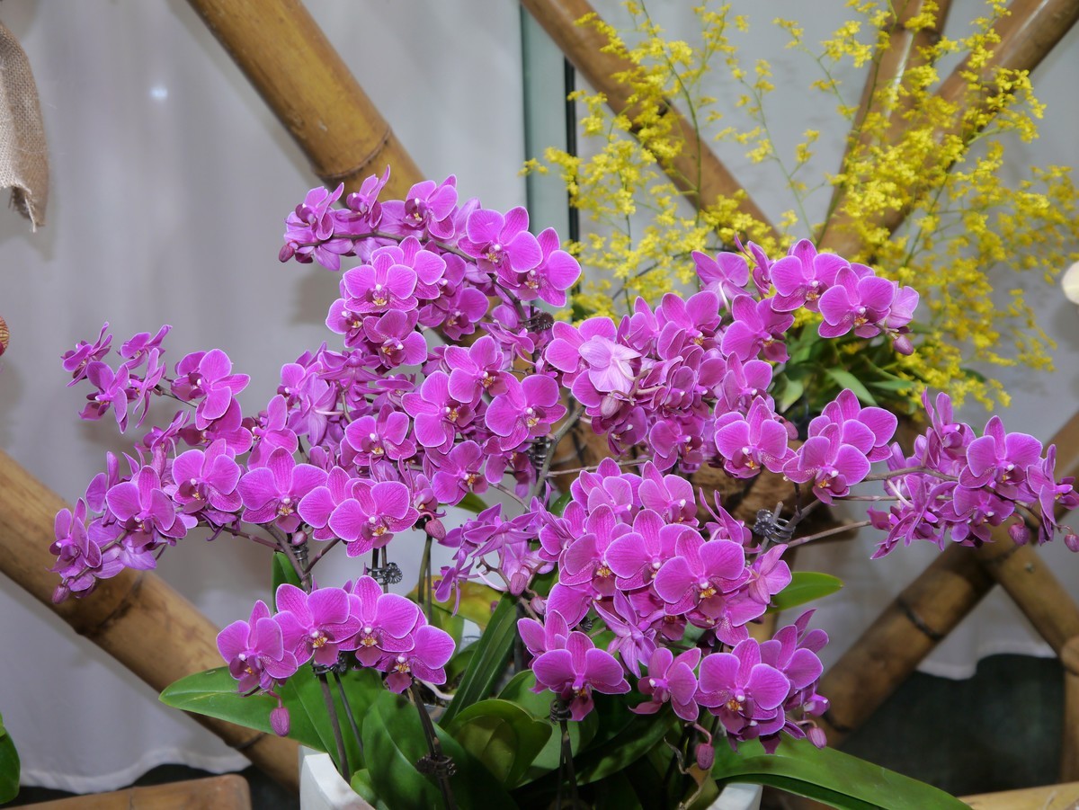 江南行之南京篇--中山植物园赏花（2）