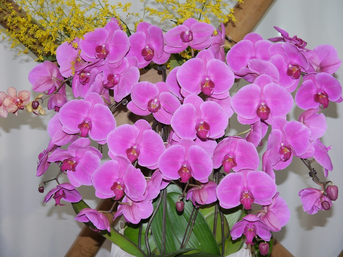 江南行之南京篇--中山植物园赏花（2）