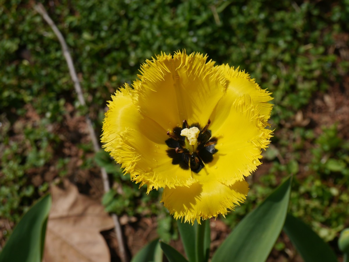 江南行之南京篇--中山植物园赏花（4）