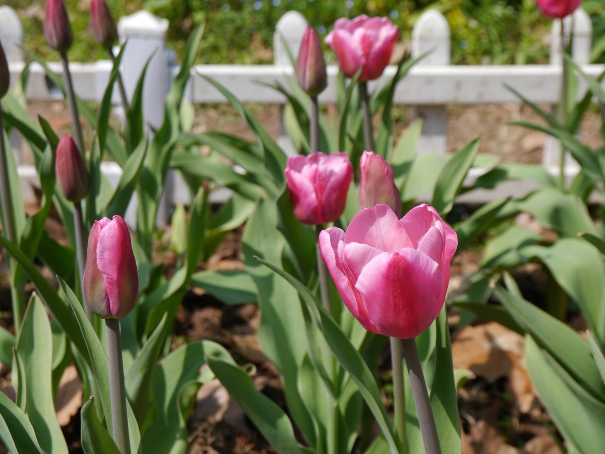江南行之南京篇--中山植物园赏花（4）