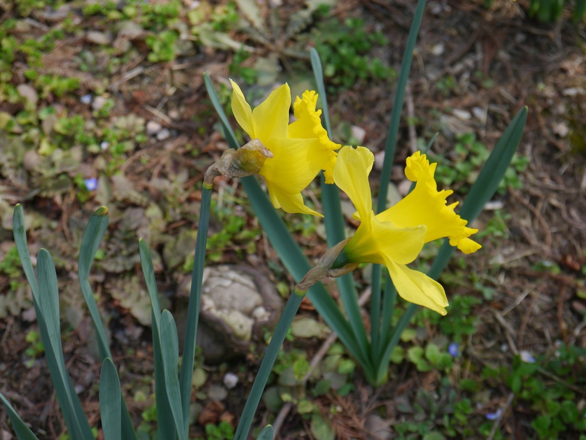 江南行之南京篇--中山植物园赏花（4）