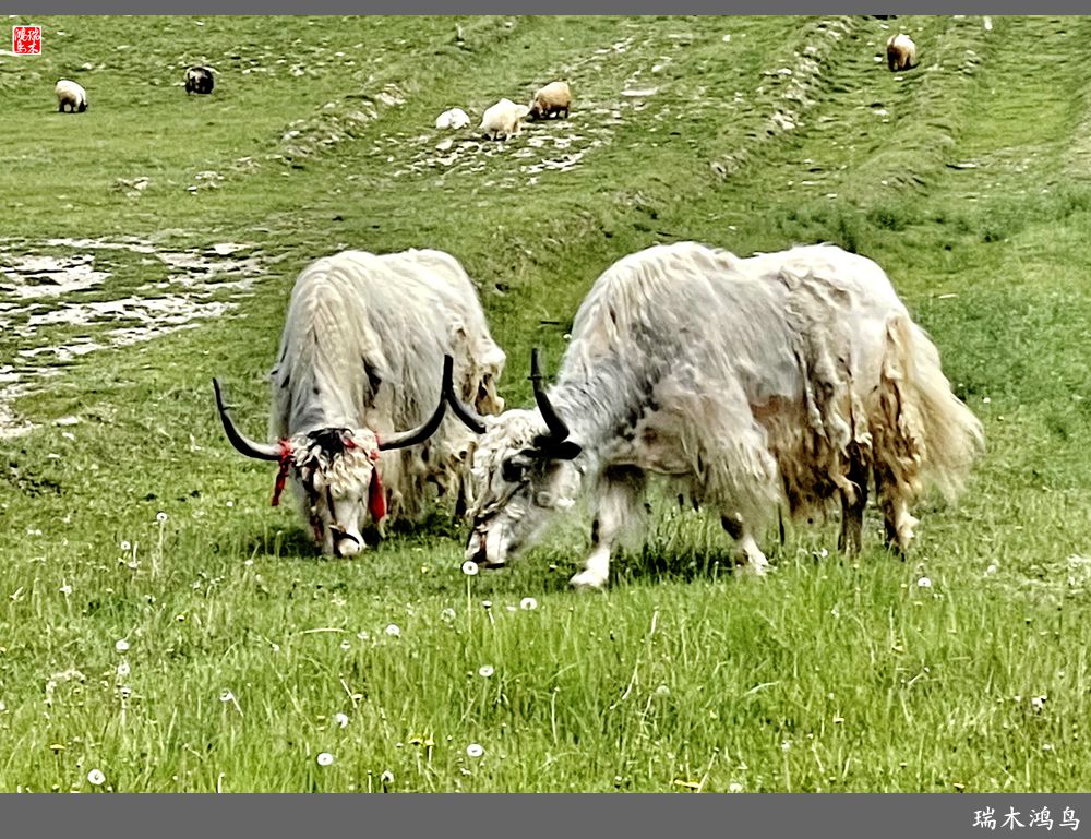 【甘青大环线】18.走上青藏高原眺望巍巍昆仑