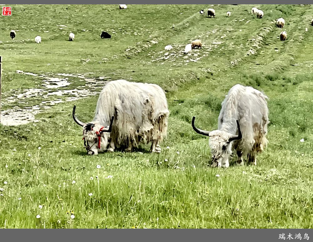 【甘青大环线】18.走上青藏高原眺望巍巍昆仑