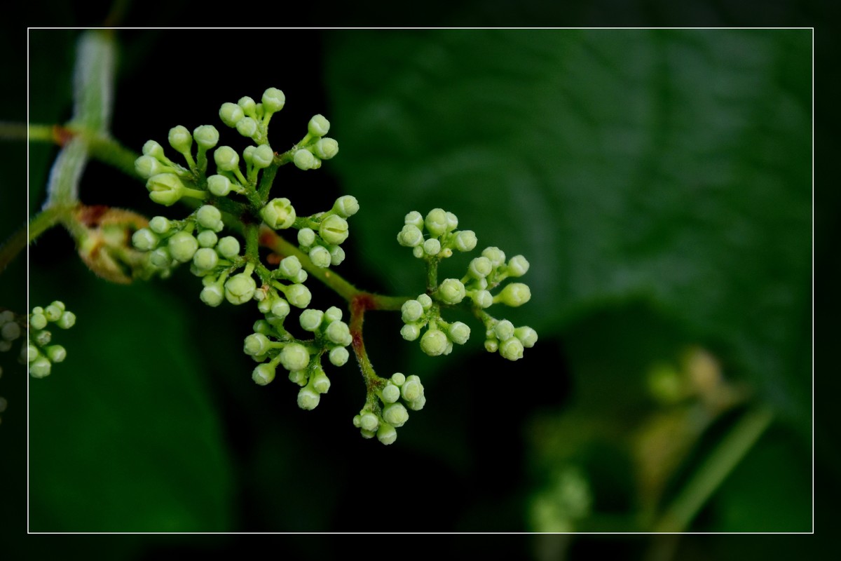 花花草草（十六）— 蛇葡萄