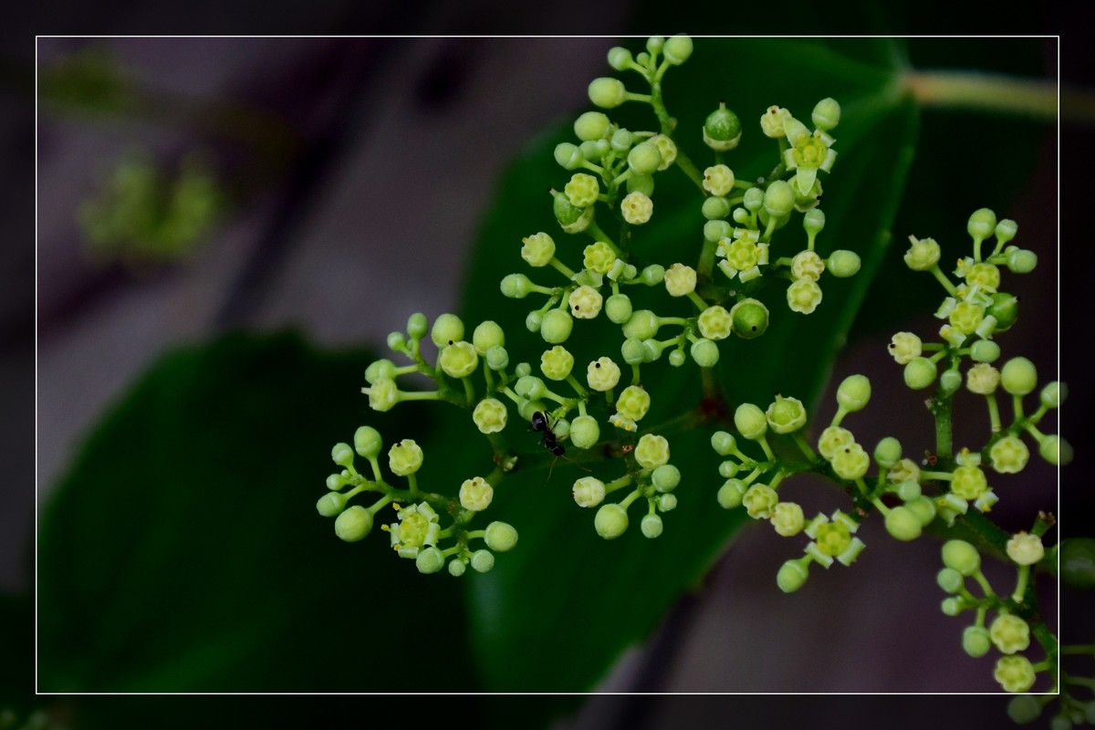 花花草草（十六）— 蛇葡萄