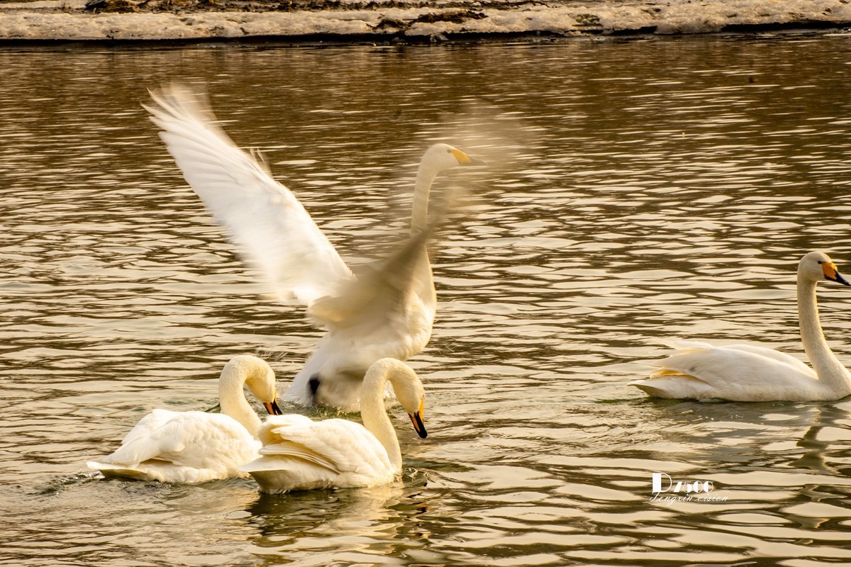 舞动的天使（85）