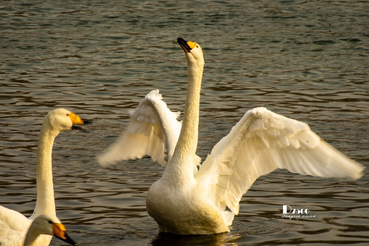 舞动的天使（85）