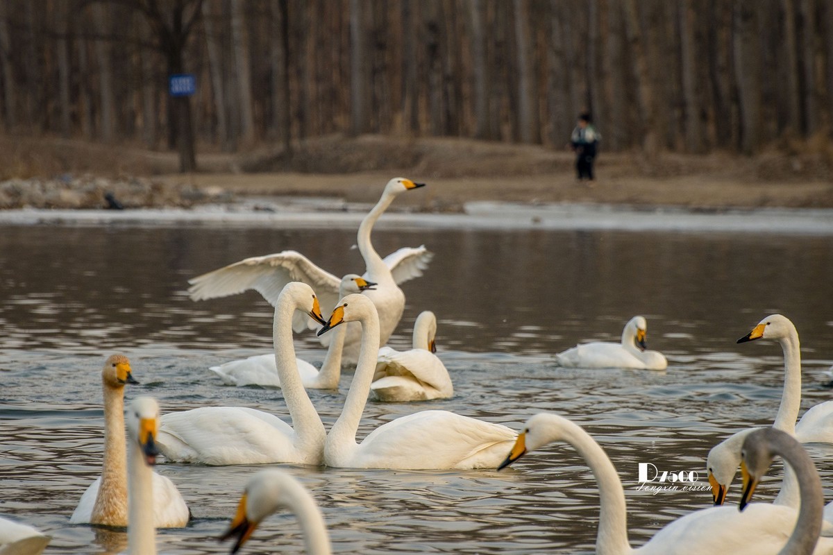 舞动的天使（85）