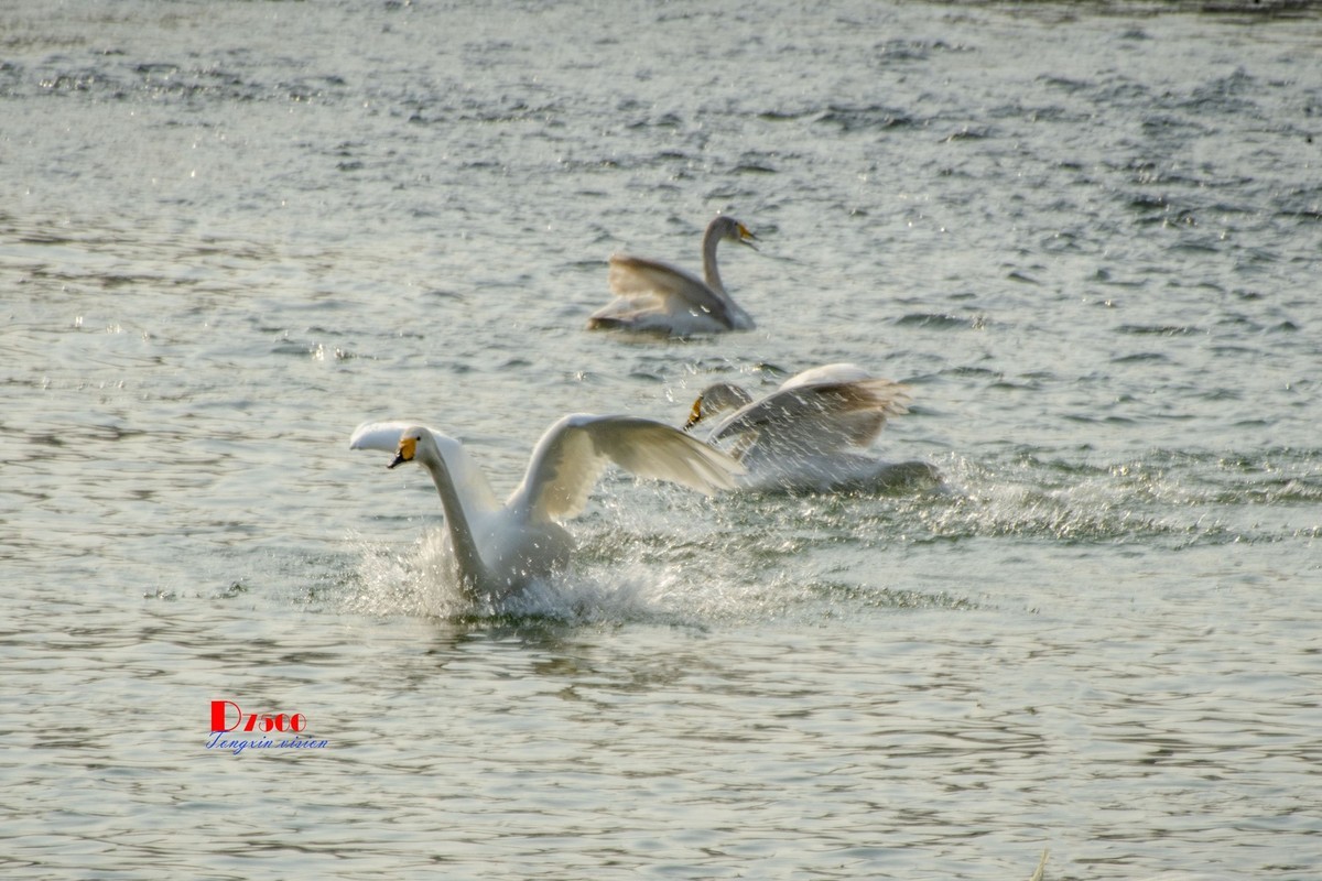 舞动的天使（85）
