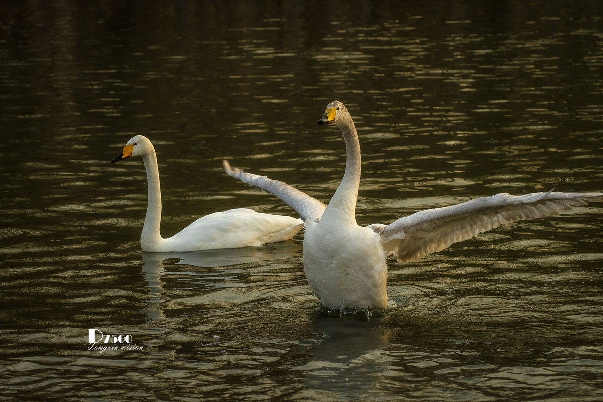 舞动的天使（85）