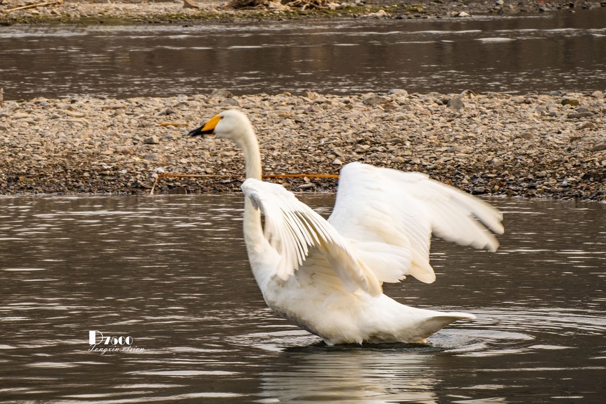 舞动的天使（85）