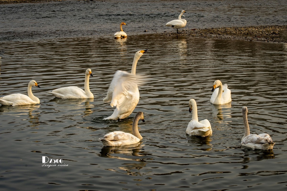 舞动的天使（85）