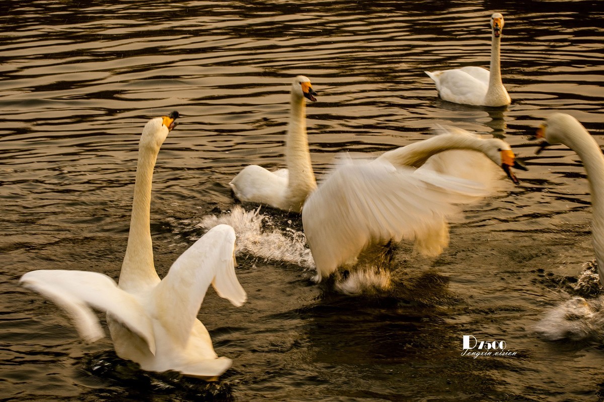 舞动的天使（85）