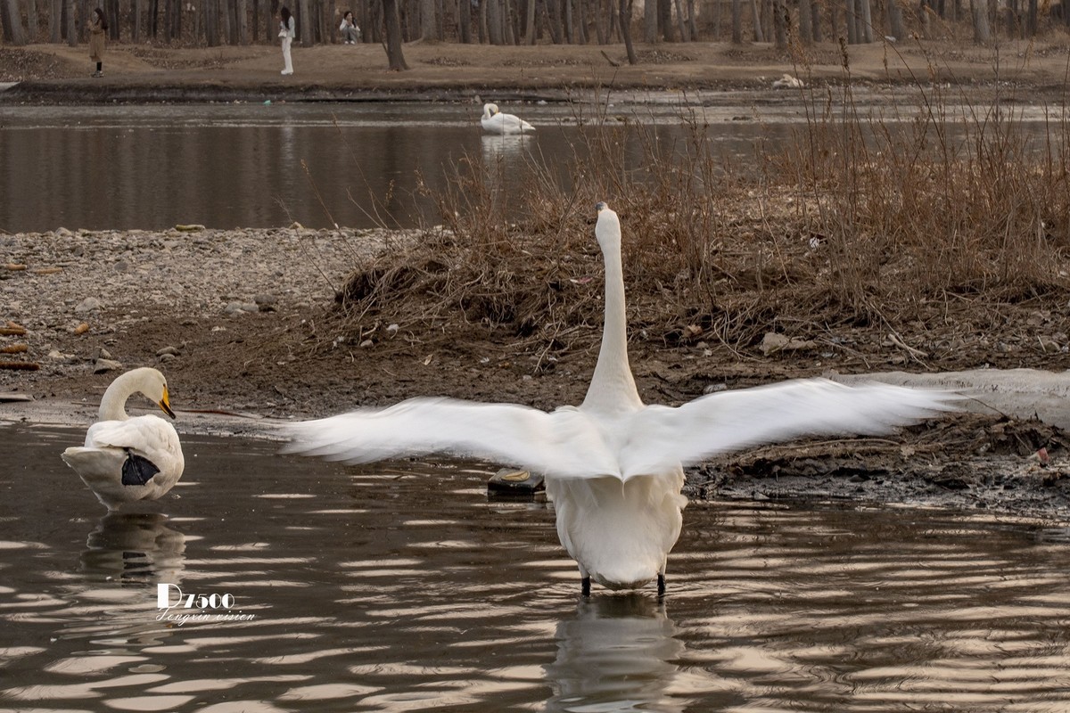 舞动的天使（85）