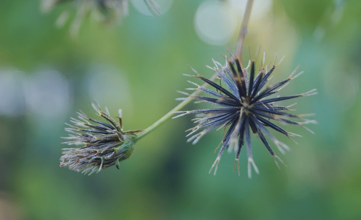 尘封已久的索尼A37