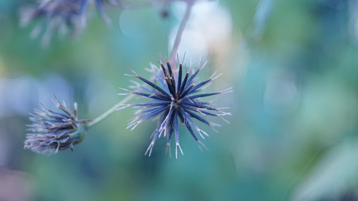 尘封已久的索尼A37