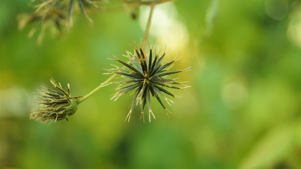 尘封已久的索尼A37