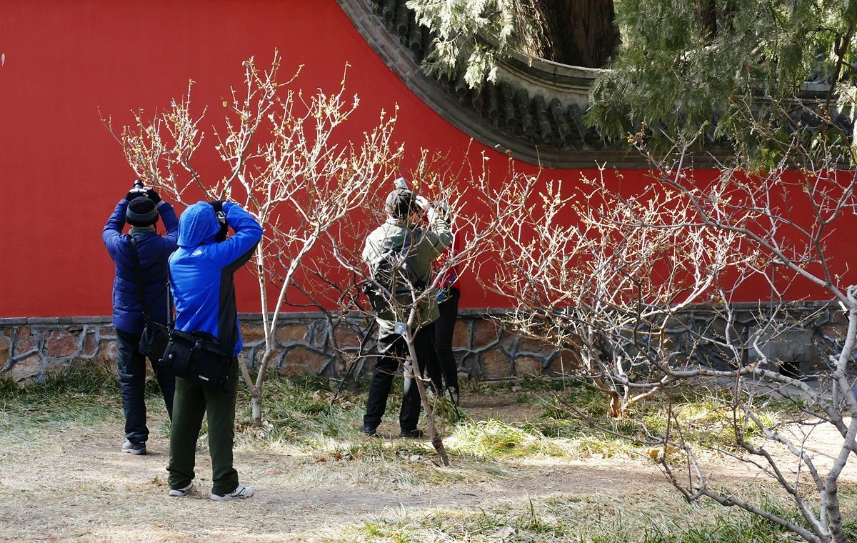 初春的卧佛寺【上】