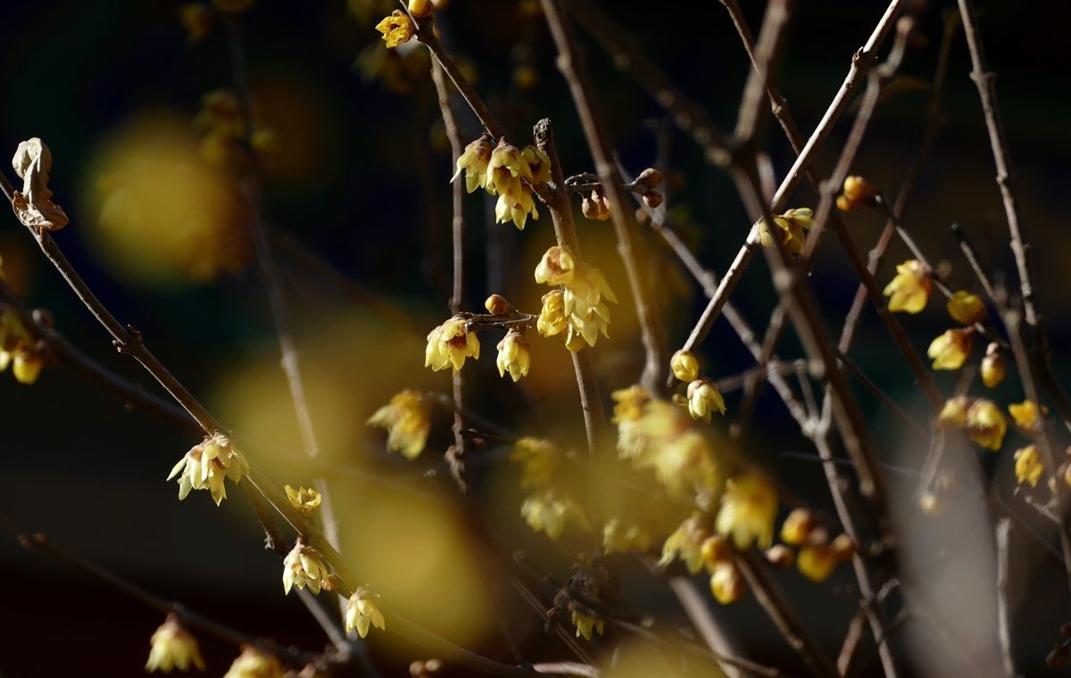 初春的卧佛寺【上】