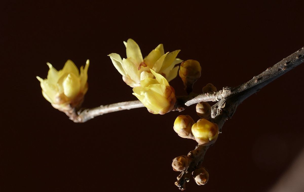 初春的卧佛寺【上】
