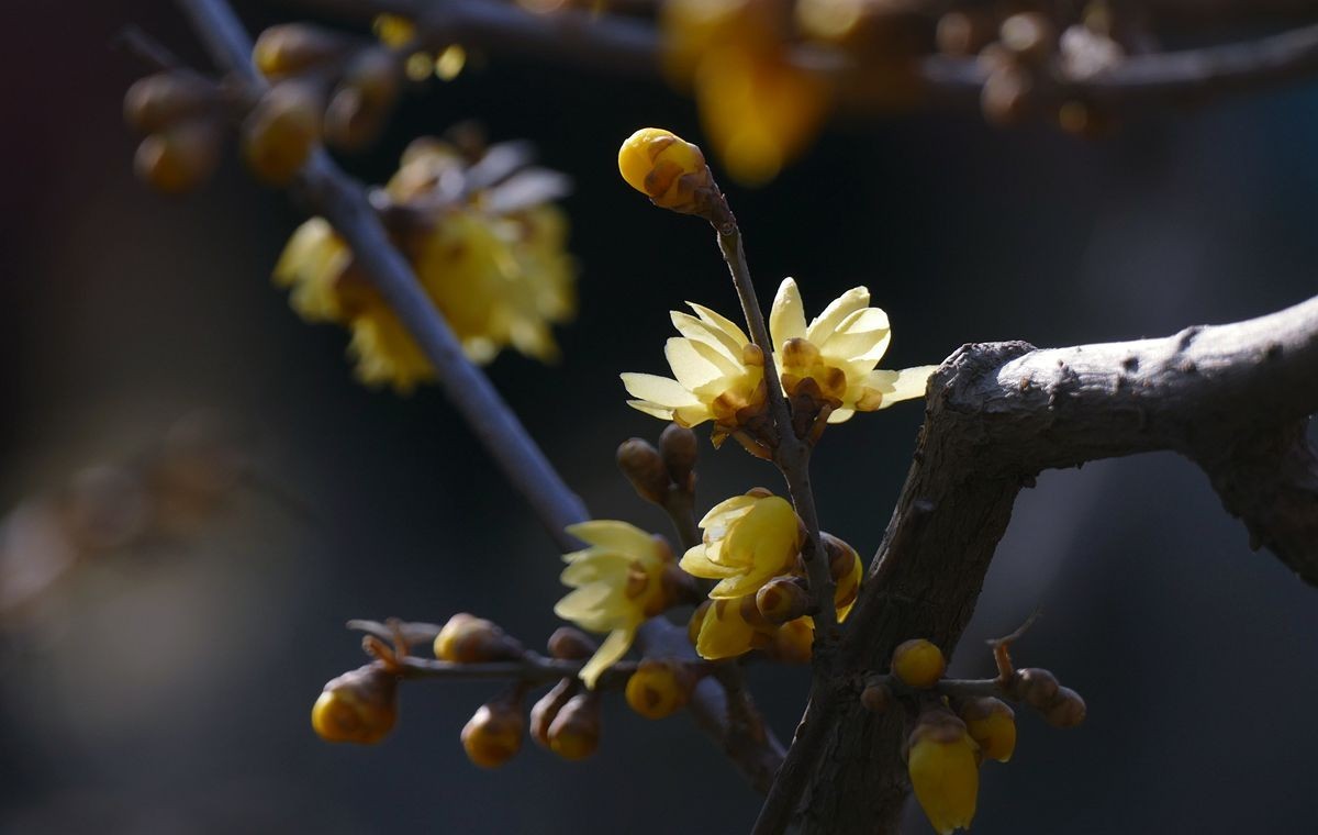 初春的卧佛寺【上】