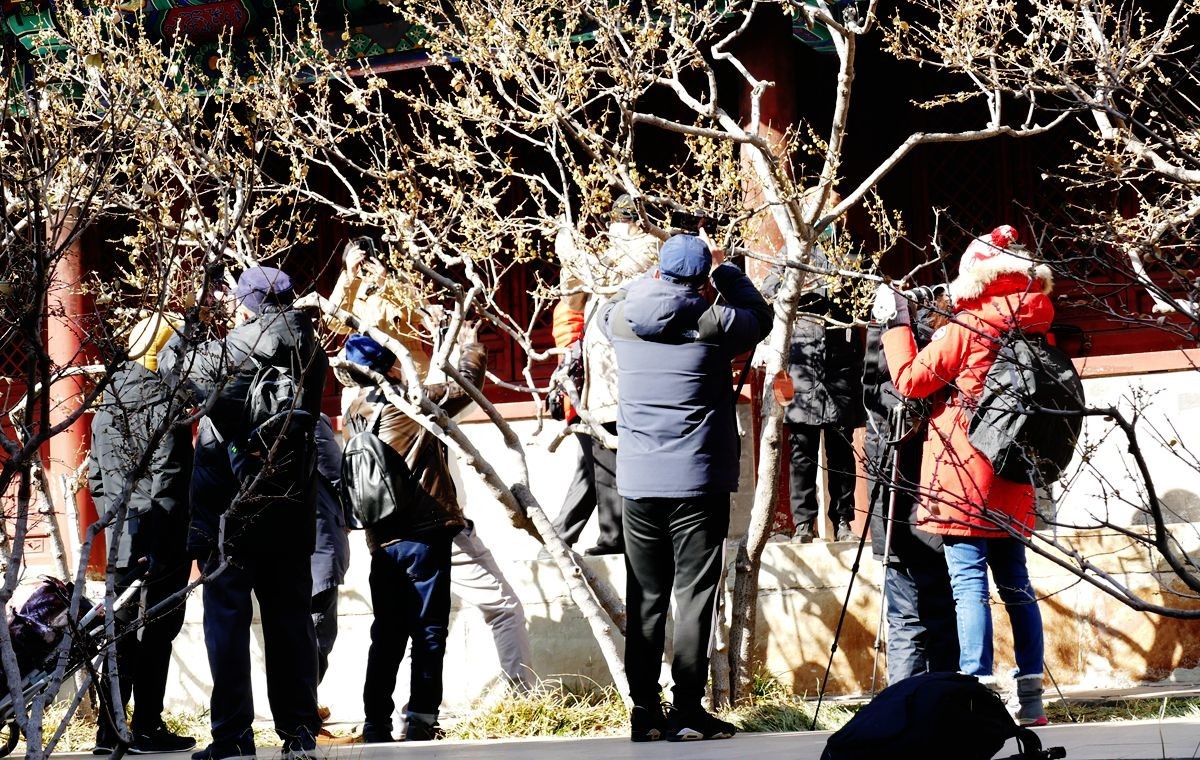 初春的卧佛寺【上】