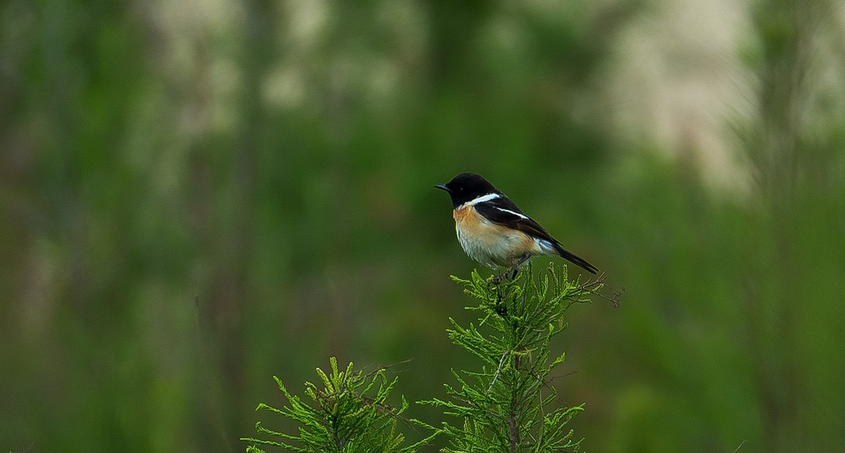 入手Z28-400头试拍