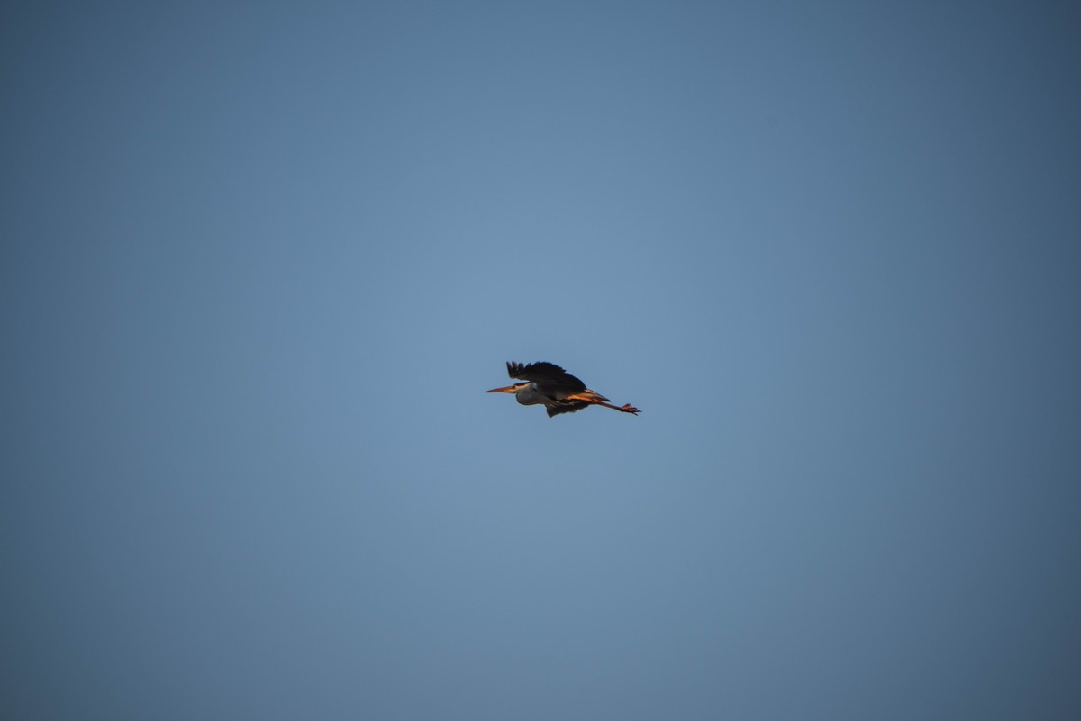 入手Z28-400头试拍（2）