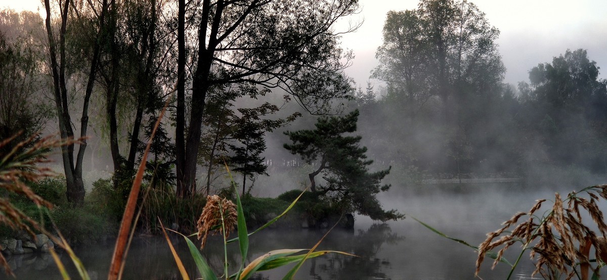 晨雾中的的公园