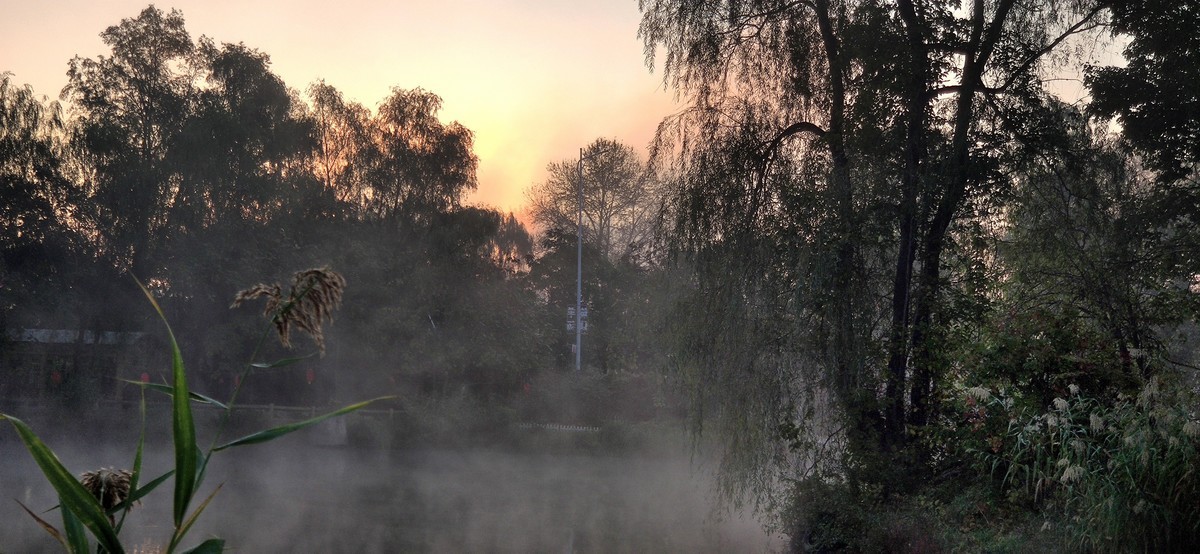 晨雾中的的公园