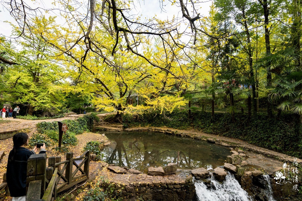 贵州省，盘州市，妥乐村古银杏树。