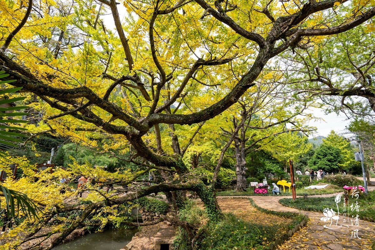 贵州省，盘州市，妥乐村古银杏树。