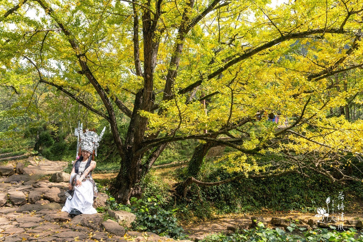 贵州省，盘州市，妥乐村古银杏树。